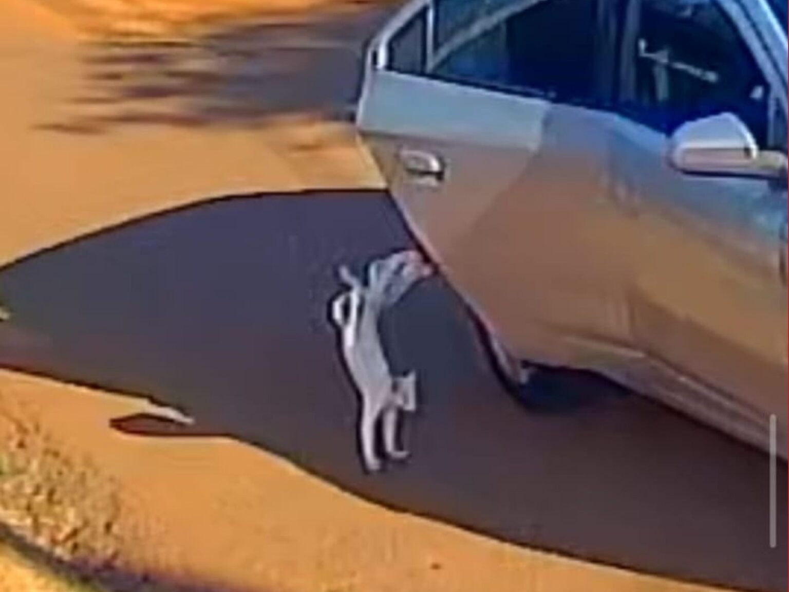 presa-por-abandonar-e-matar-gato-atropelado-e-recepcionista-do-mpf-|-g1