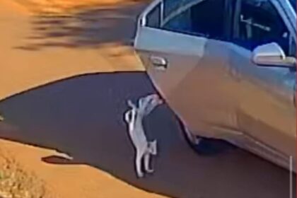 presa-por-abandonar-e-matar-gato-atropelado-e-recepcionista-do-mpf-|-g1
