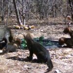 nao-era-onca:-gato-mourisco-cruza-fazenda-e-surpreende-moradora-|-g1