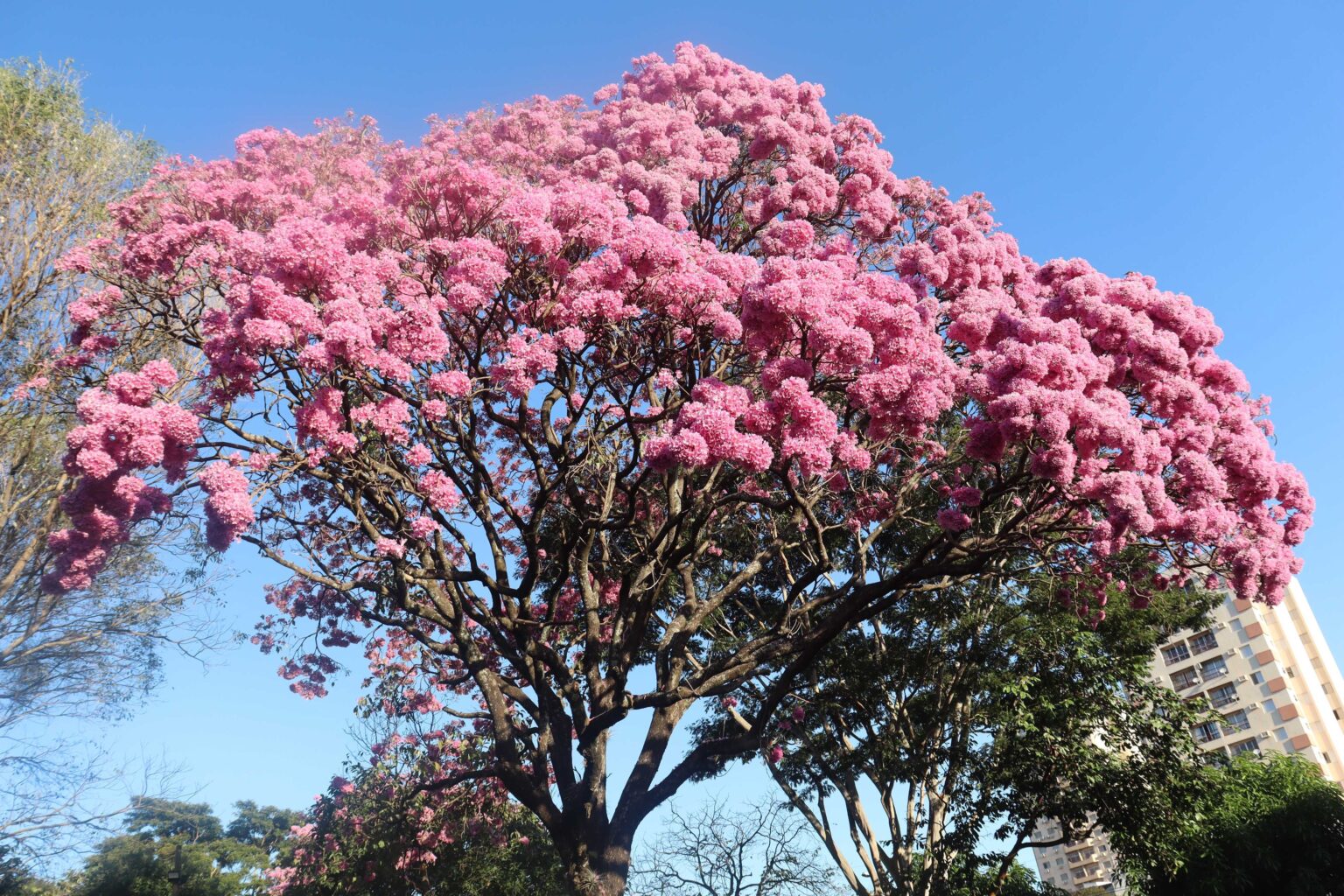 florada-do-ipe-encanta-moradores-e-colore-presidente-prudente-no-inverno;-veja-fotos-|-g1