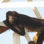 bugio-ameacado-de-extincao-chama-atencao-de-moradores-ao-escalar-torre-de-telefonia-de-30-metros-de-altura-e-invadir-casas;-veja-video-|-g1