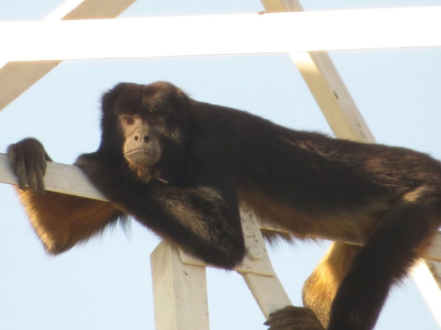 bugio-ameacado-de-extincao-chama-atencao-de-moradores-ao-escalar-torre-de-telefonia-de-30-metros-de-altura-e-invadir-casas;-veja-video-|-g1