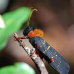 biodiversidade-vertical:-pesquisadores-fazem-descobertas-sobre-insetos-que-habitam-copa-das-arvores-na-amazonia-|-g1