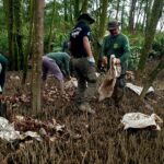 acao-realiza-soltura-de-2-mil-caranguejos-uca-que-foram-capturados-no-defeso-no-amapa-|-g1