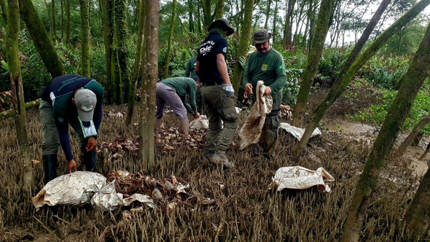 acao-realiza-soltura-de-2-mil-caranguejos-uca-que-foram-capturados-no-defeso-no-amapa-|-g1