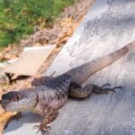 invasao-de-nova-especie-de-lagarto-a-fernando-de-noronha-e-investigada-por-pesquisadores-|-g1