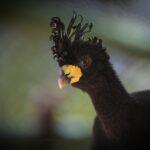 descendentes-de-aves-ameacadas-de-extincao-resgatadas-ha-duas-decadas-por-causa-da-usina-de-porto-primavera-sao-soltos-na-natureza-|-g1