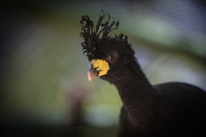 descendentes-de-aves-ameacadas-de-extincao-resgatadas-ha-duas-decadas-por-causa-da-usina-de-porto-primavera-sao-soltos-na-natureza-|-g1