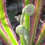 a-mosca-que-consegue-escapar-da-armadilha-da-planta-carnivora-e-ainda-roubar-sua-comida-|-g1