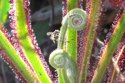 a-mosca-que-consegue-escapar-da-armadilha-da-planta-carnivora-e-ainda-roubar-sua-comida-|-g1