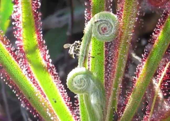 a-mosca-que-consegue-escapar-da-armadilha-da-planta-carnivora-e-ainda-roubar-sua-comida-|-g1