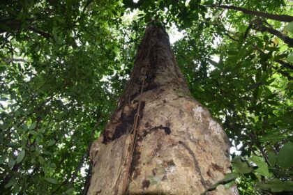 recem-descoberta,-especie-de-arvore-gigante-da-mata-atlantica-recebe-nome-em-homenagem-a-hermeto-pascoal-|-g1