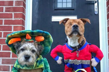 caes-policiais-sao-fantasiados-para-festa-de-halloween-na-inglaterra-|-g1