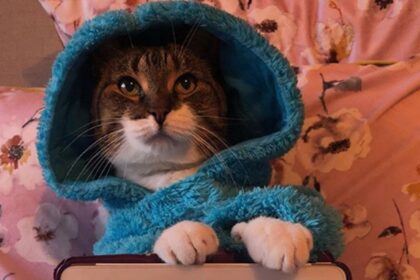 embaixada-dos-eua-na-australia-envia-e-mail-com-foto-de-gato-fantasiado-de-cookie-monster-|-g1
