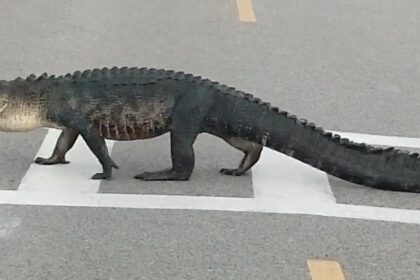 jacare-atravessa-rua-usando-faixa-de-pedestres-nos-eua-|-g1