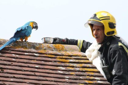 bombeiros-resgatam-papagaia