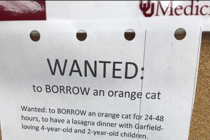 mae-pede-gato-alaranjado-emprestado-para-fazer-papel-de-garfield-em-jantar-de-lasanha-|-g1