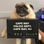 cao-pug-e