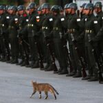 gato