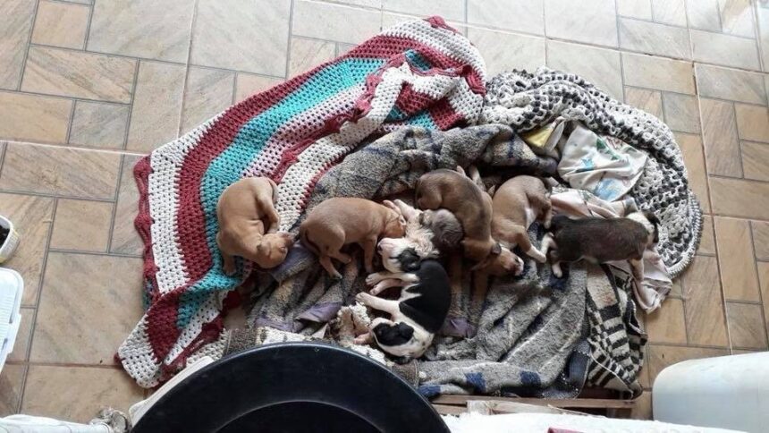 voce-prefere-gato-ou-cachorro?-confira-alguns-que-estao-para-adocao-em-uberlandia-|-blog-amigo-pet-da-rede-globo