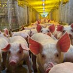 a-‘muralha-sanitaria’-de-5-cidades-de-sc:-1,5-milhao-de-suinos-e-alta-tecnologia-para-alimentar-o-mundo