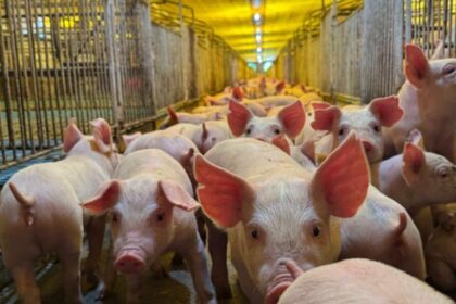 a-‘muralha-sanitaria’-de-5-cidades-de-sc:-1,5-milhao-de-suinos-e-alta-tecnologia-para-alimentar-o-mundo