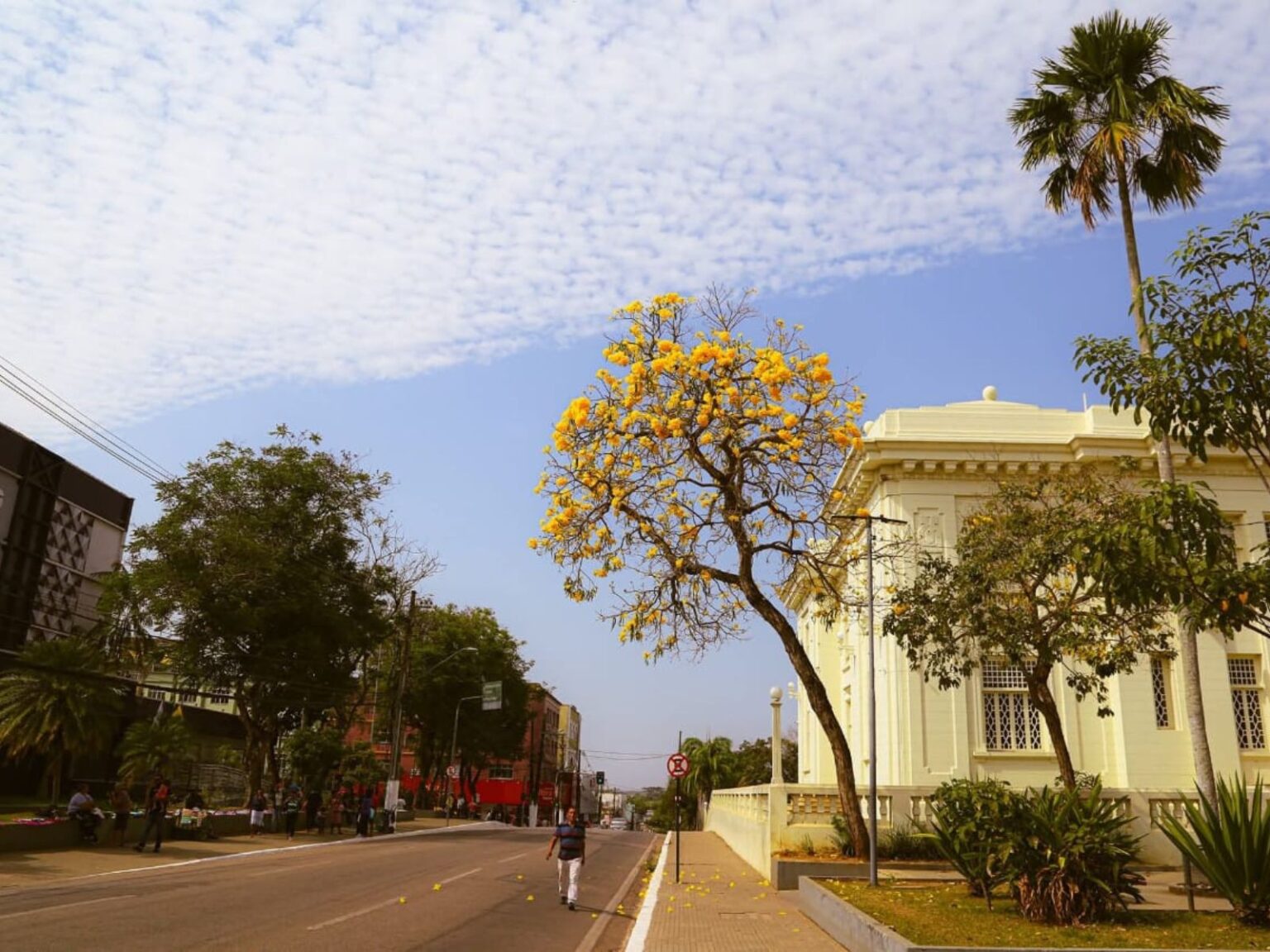 ipes-amarelos-florescem-e-embelezam-rio-branco-no-verao-amazonico-|-g1