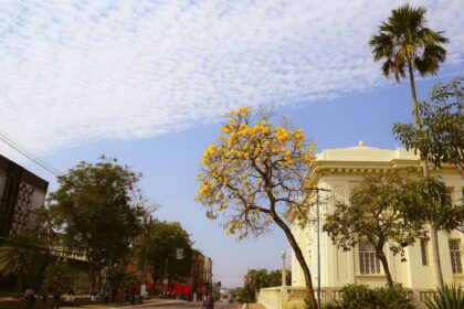 ipes-amarelos-florescem-e-embelezam-rio-branco-no-verao-amazonico-|-g1
