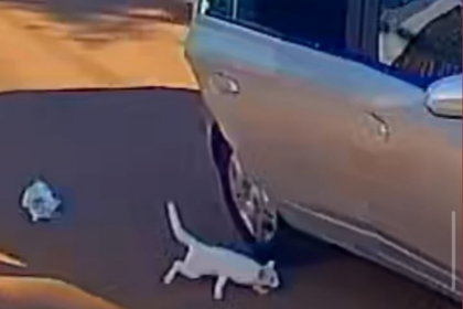 suspeitas-de-abandonar-e-matar-gato-atropelado-sao-soltas-no-acre-|-g1