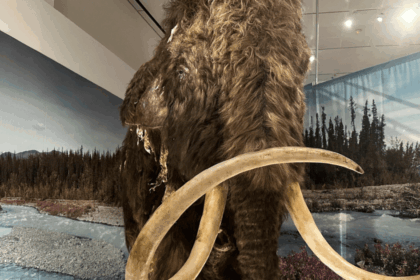 povos-pre-historicos-preferiam-cacar-mamutes-lanosos-femeas,-diz-estudo-|-cnn-brasil
