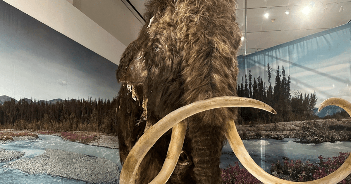 povos-pre-historicos-preferiam-cacar-mamutes-lanosos-femeas,-diz-estudo-|-cnn-brasil