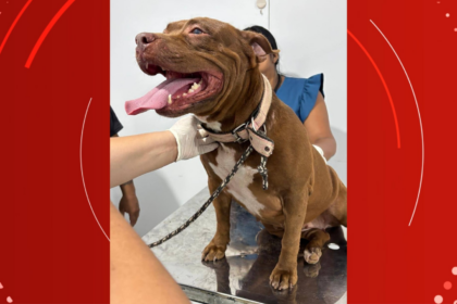 ifap-oferece-atendimento-veterinario-gratuito-em-porto-grande-|-g1