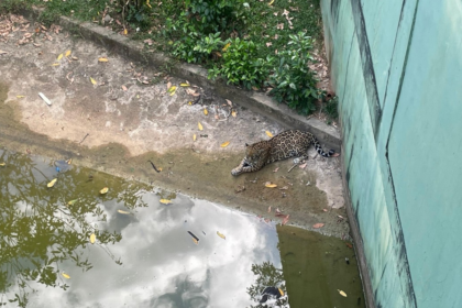 zoologico-de-manaus-usa-picoles-e-nevoa-contra-calor-intenso-|-g1