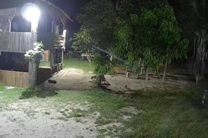 onca-invade-sitio-e-tenta-atacar-cachorro-no-amazonas;-veja-video-|-g1