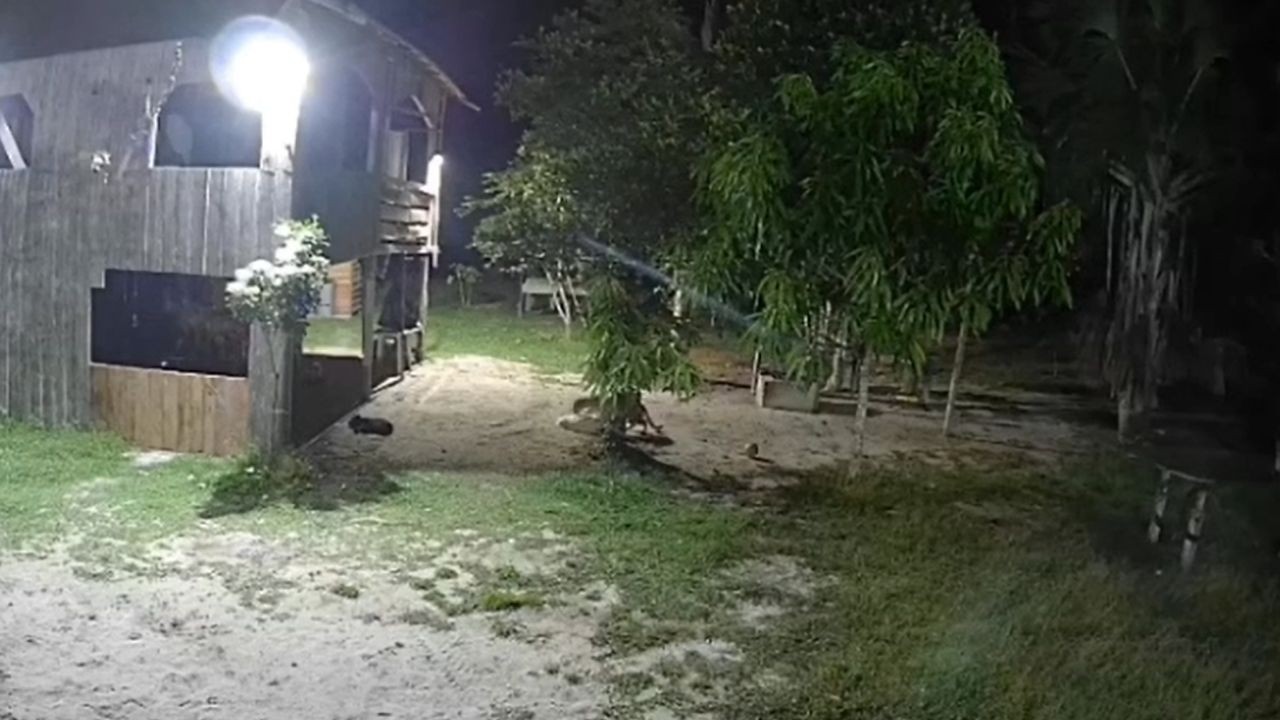 onca-invade-sitio-e-tenta-atacar-cachorro-no-amazonas;-veja-video-|-g1