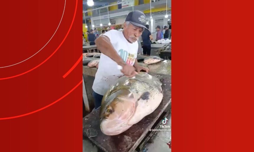 tambaqui-gigante-chama-atencao-em-feira-no-am;-biologo-diz-ser-raro-|-g1