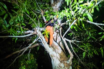 suspeito-de-assalto-e-preso-escondido-em-arvore-em-maues,-no-am-|-g1