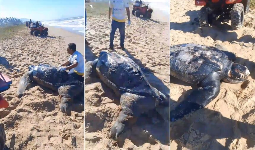 tartaruga-de-couro-e-encontrada-morta-em-praia-de-cabo-frio-|-g1
